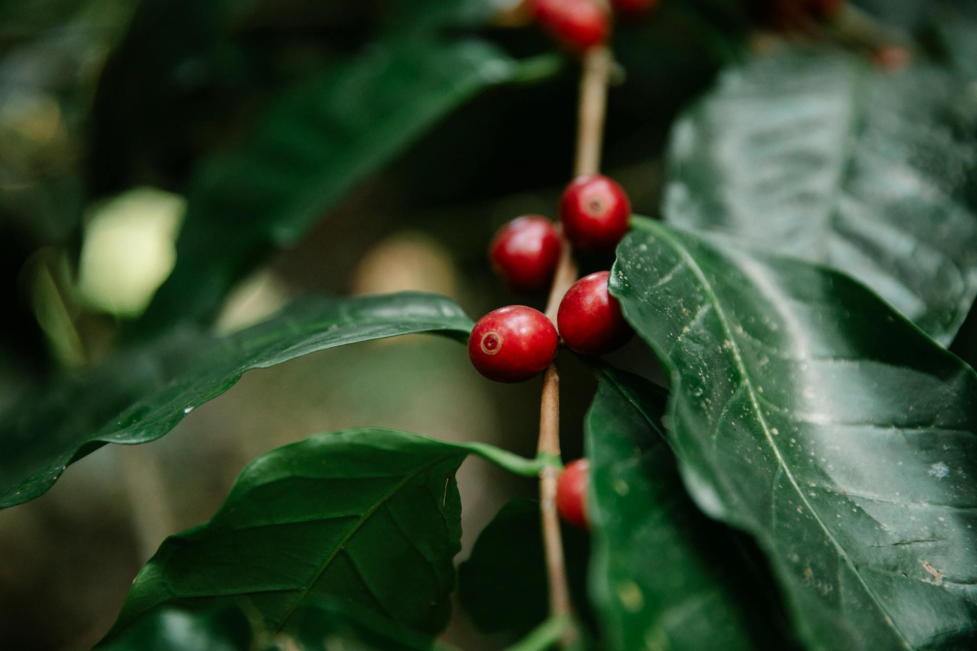 Kawa Organiczna kontra Kawa Tradycyjna: Smak, Jakość i Wpływ na Środowisko